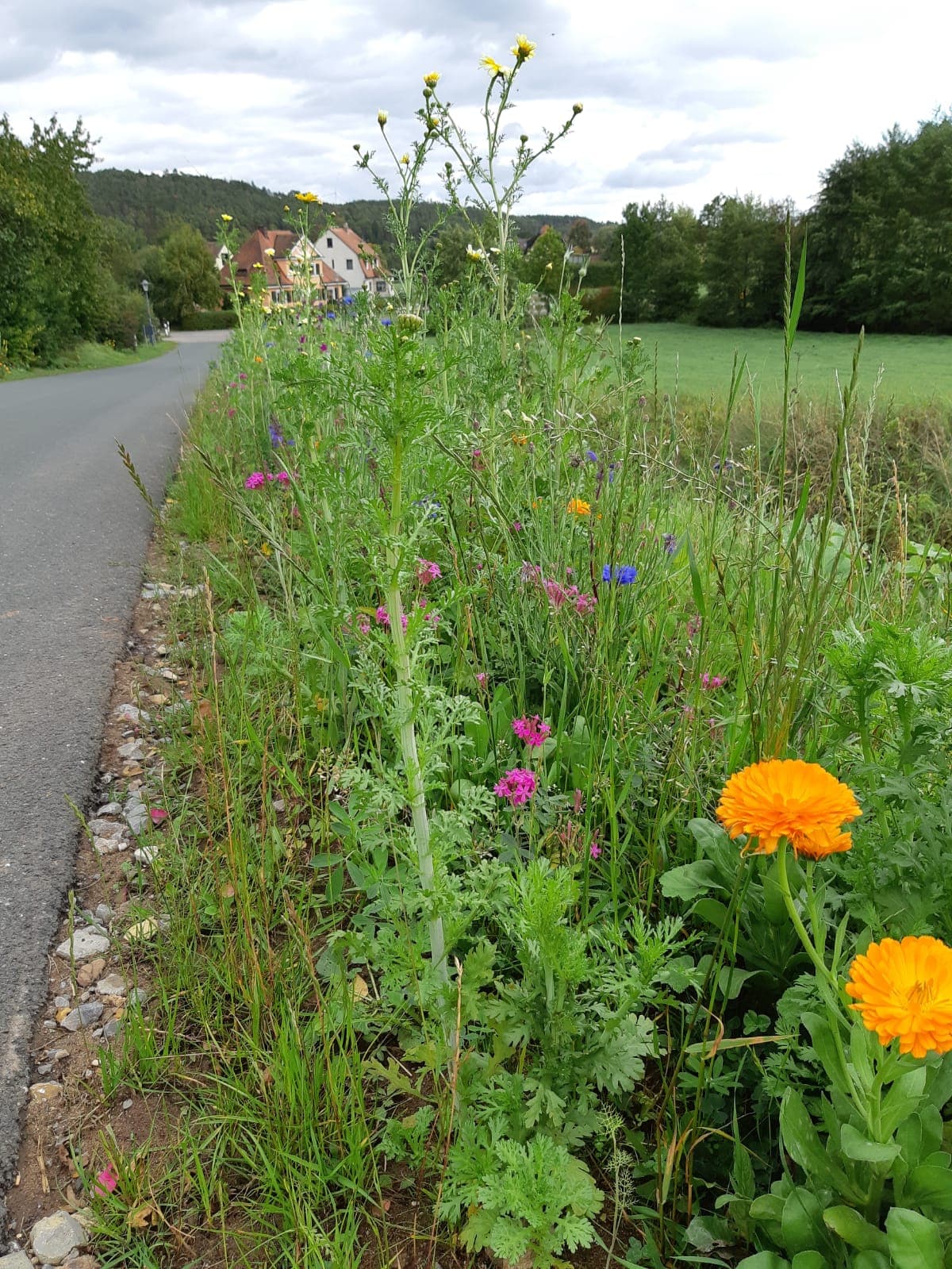 Blühstreifen Aktion 2