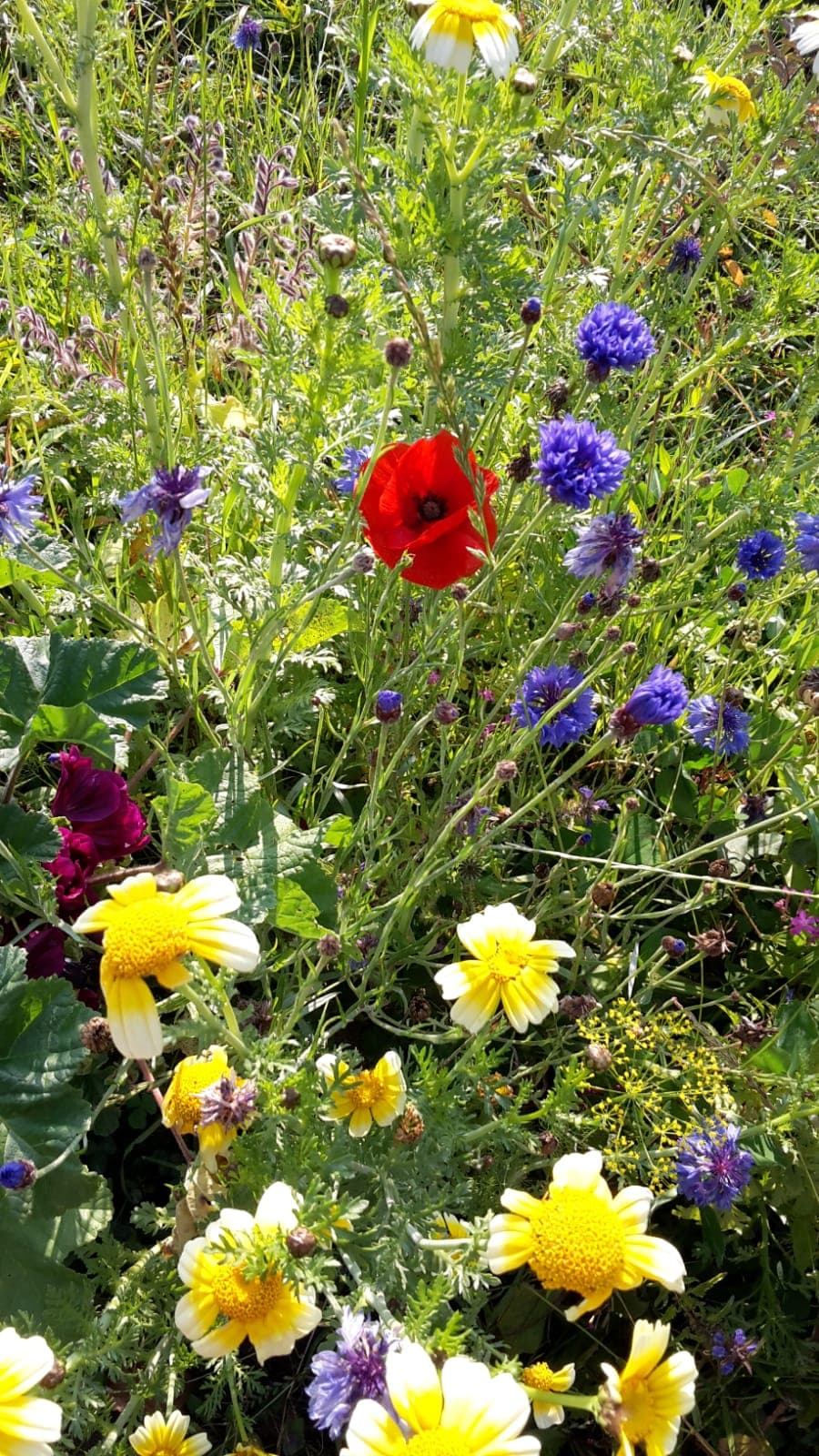 Blühstreifen Aktion 3